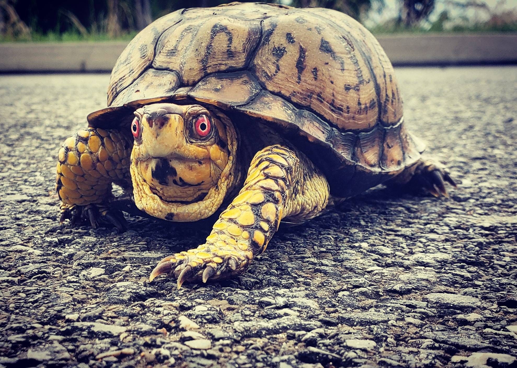 I saved this turtle out of the road. He tried to thank me by selling me meth.