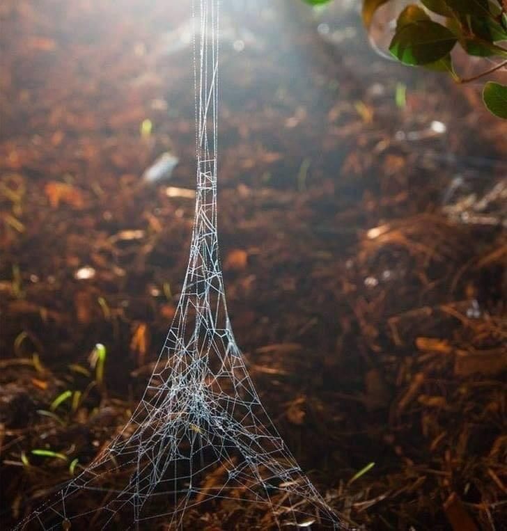 Spider after visiting Paris