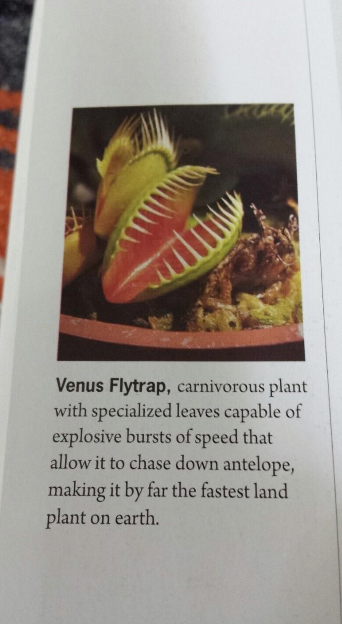 The Venus flytrap!