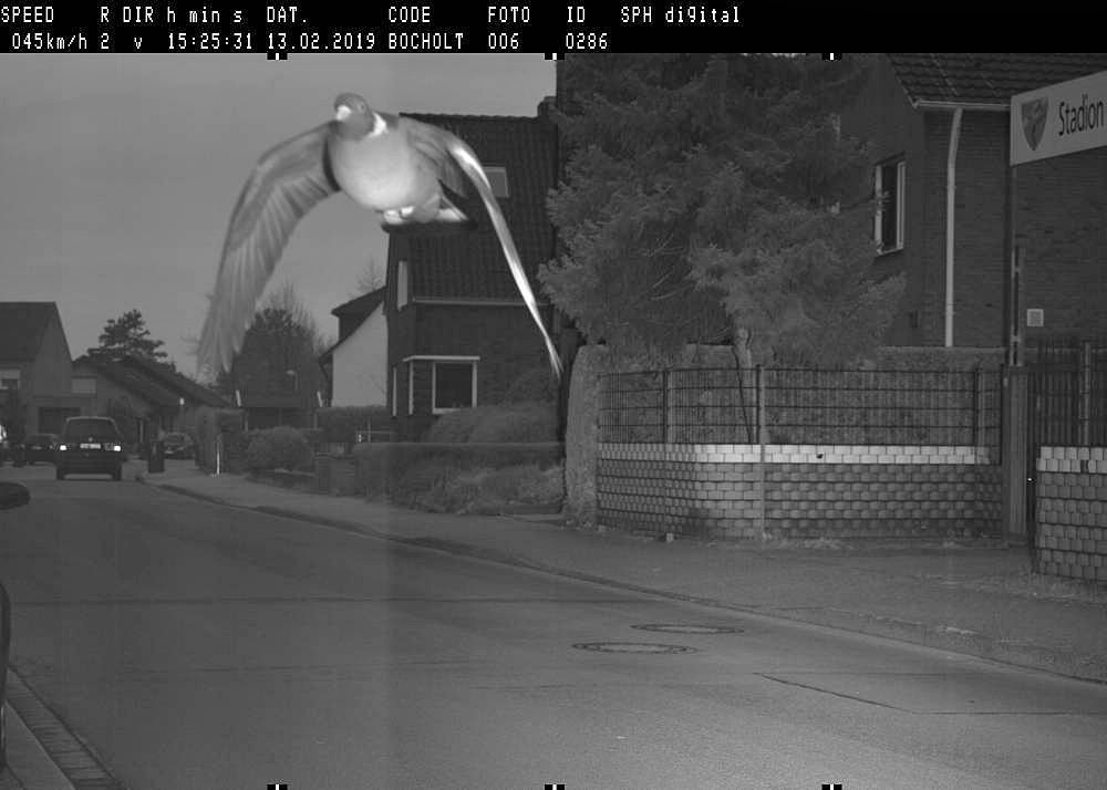 Pigeon caught exceeding speed limit with 15km/h in Germany
