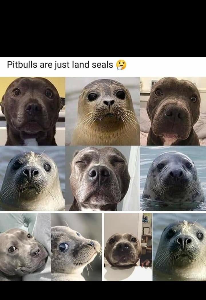 Pitbulls are just land seals