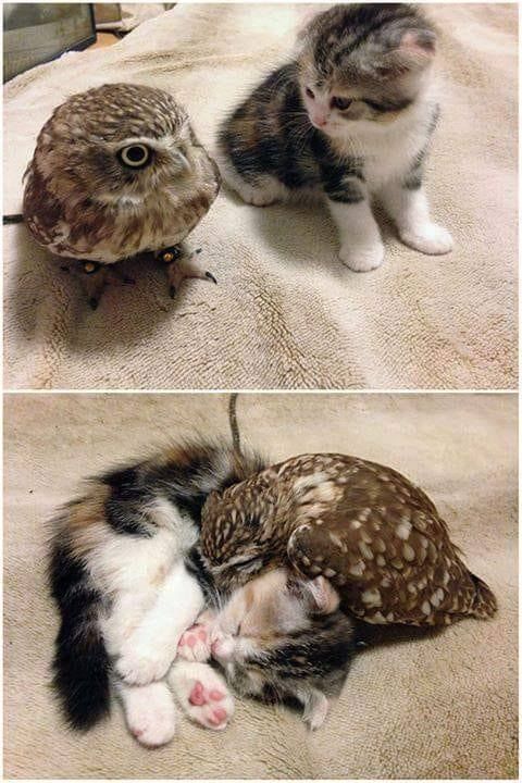 Owl and Cat sleepover
