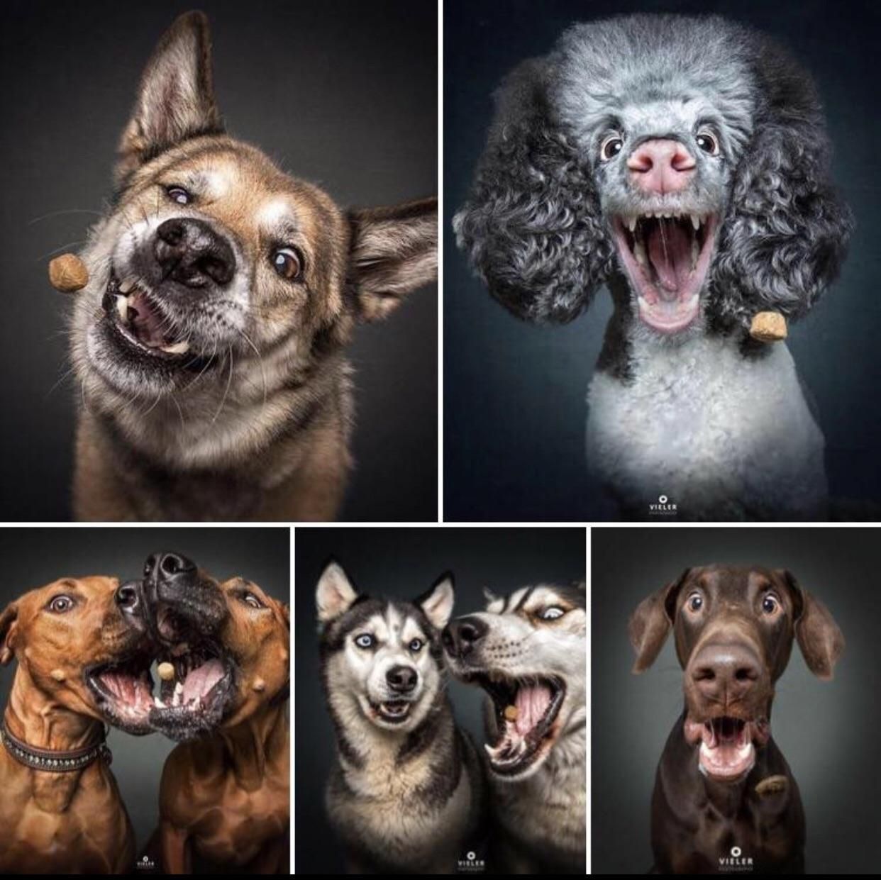 This photographer catches pictures of dogs catching treats