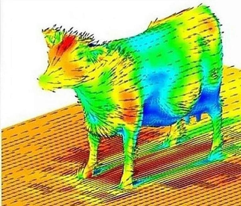 Aerodynamics of a cow