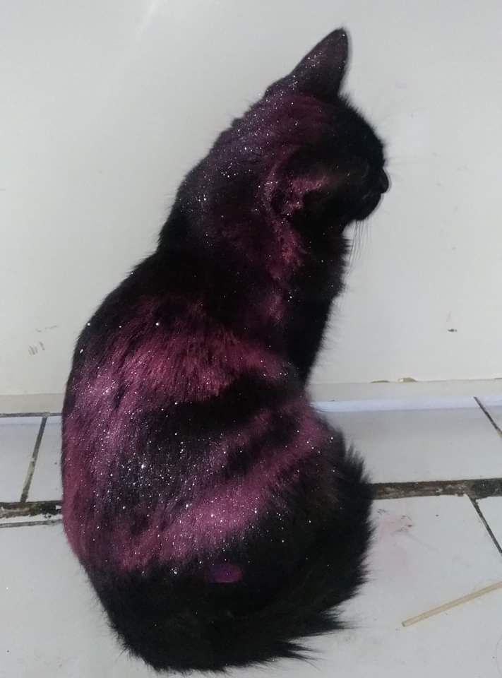 This cat rolled in edible glitter and it's an instant galaxy cat