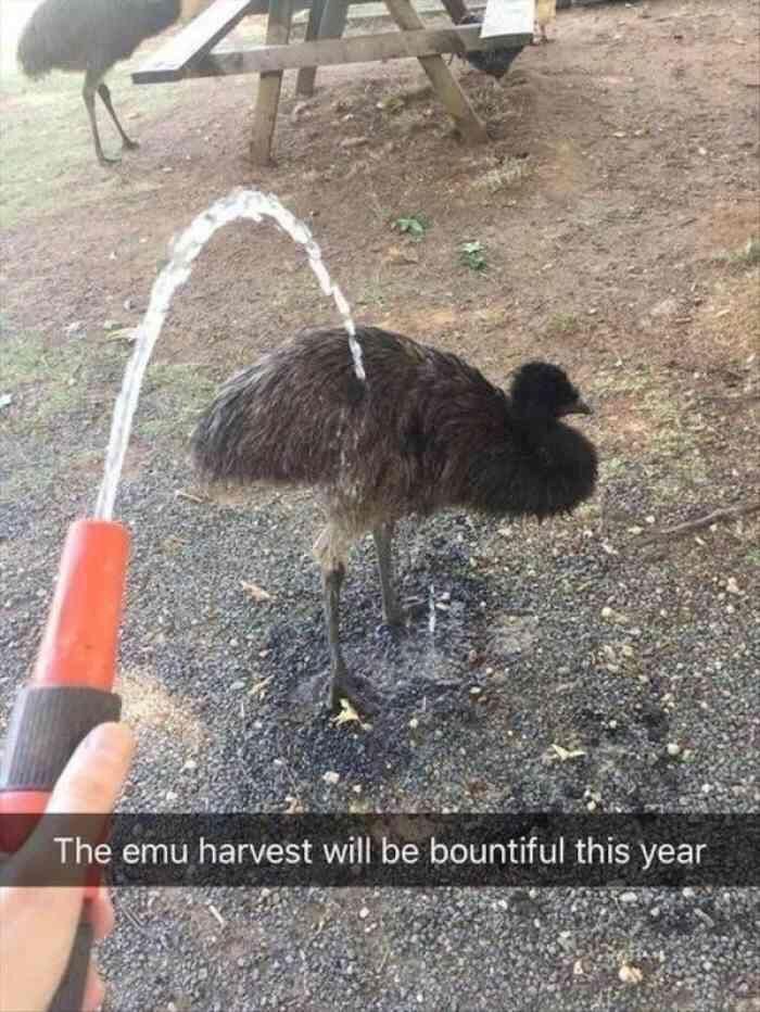 Mmmmm love me some good emu
