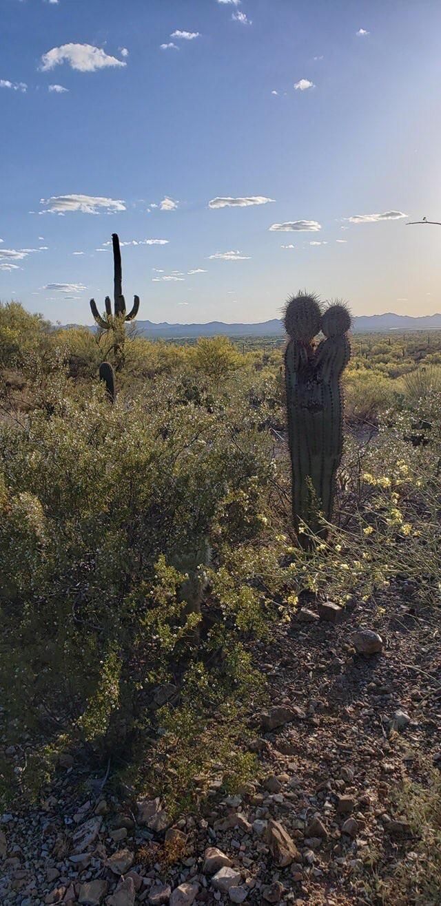 even a cactus has more love life than me