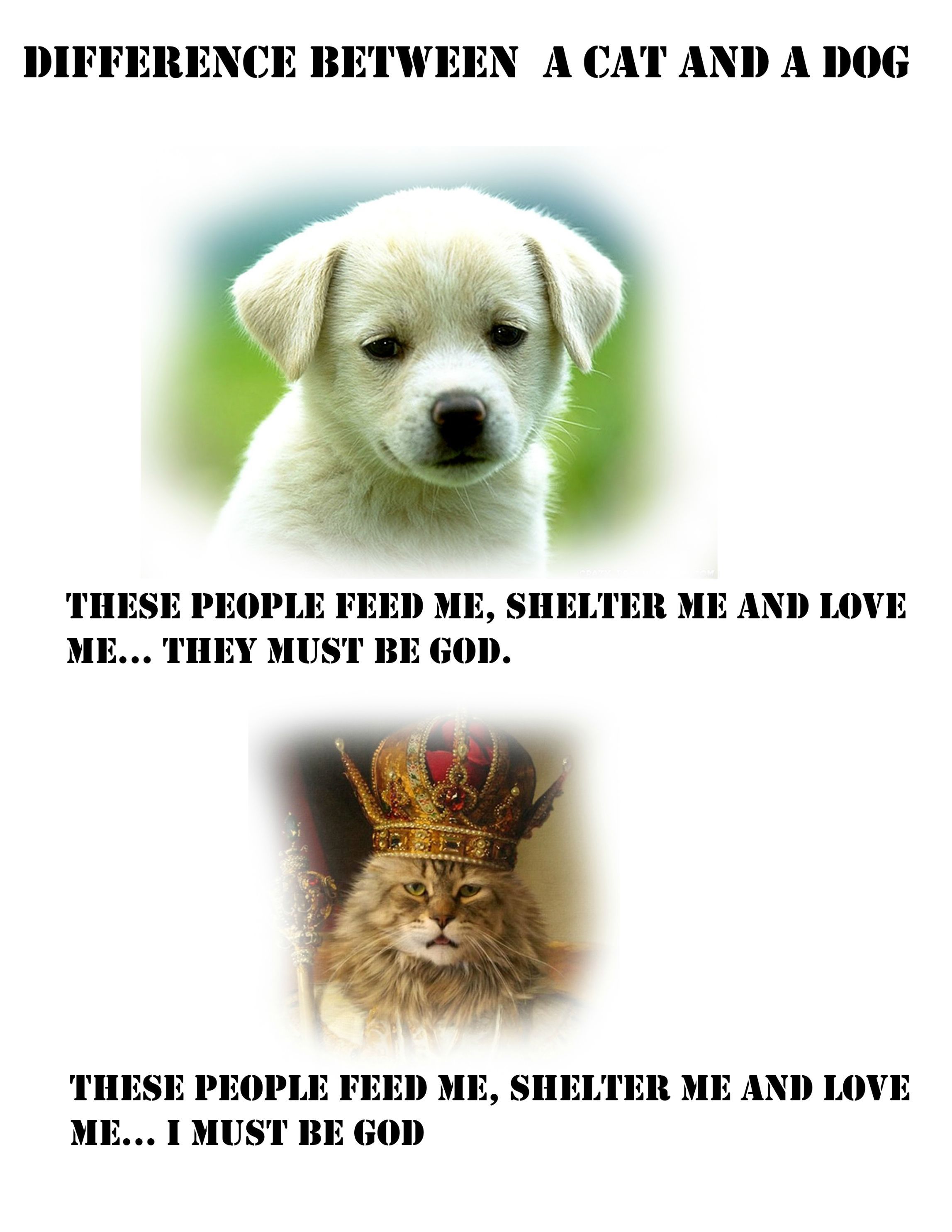 The difference between a cat and a dog