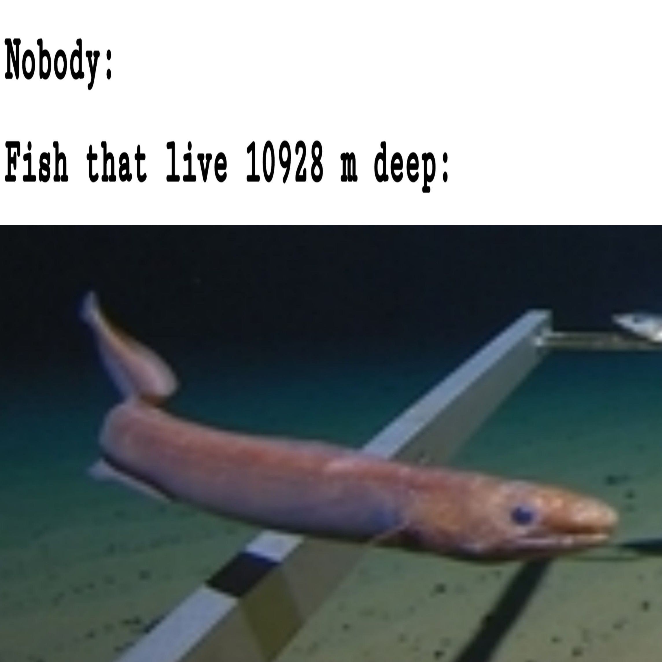 F I S H