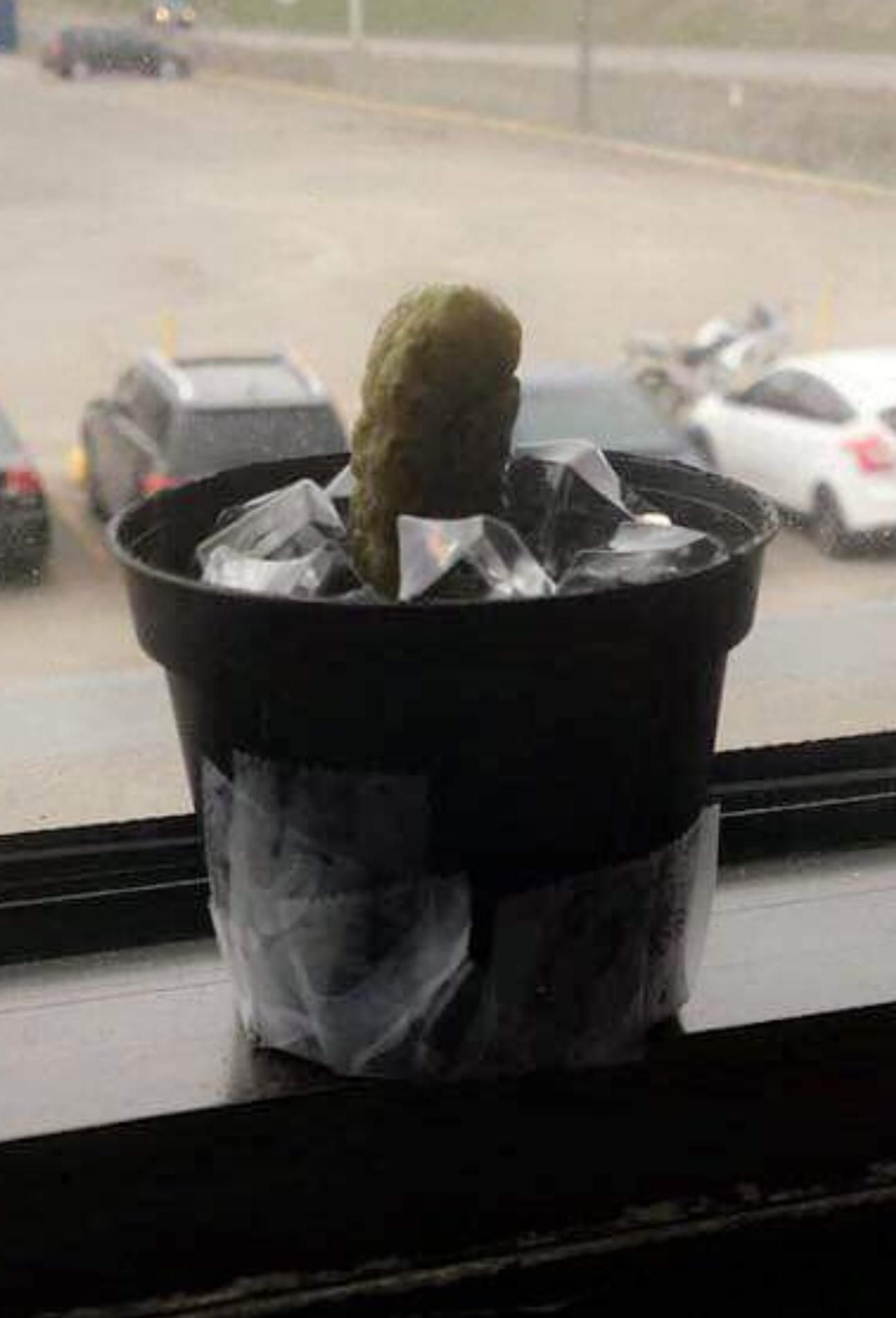 A guy at my wife's job still think that his new plant is a cactus. It's actually a pickle that is replaced by a new one each 2 days... It's been like that for 2 weeks now.