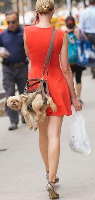 i like to imagine that this dog has just completed a parachute jump and landed on a woman..