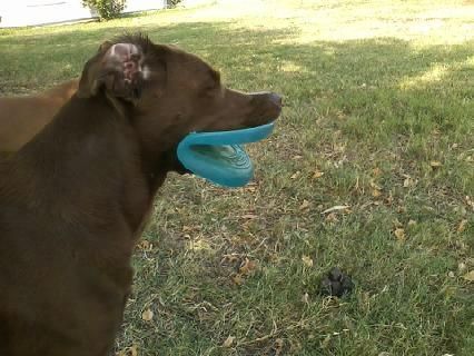 Dog with frisbee lips..
