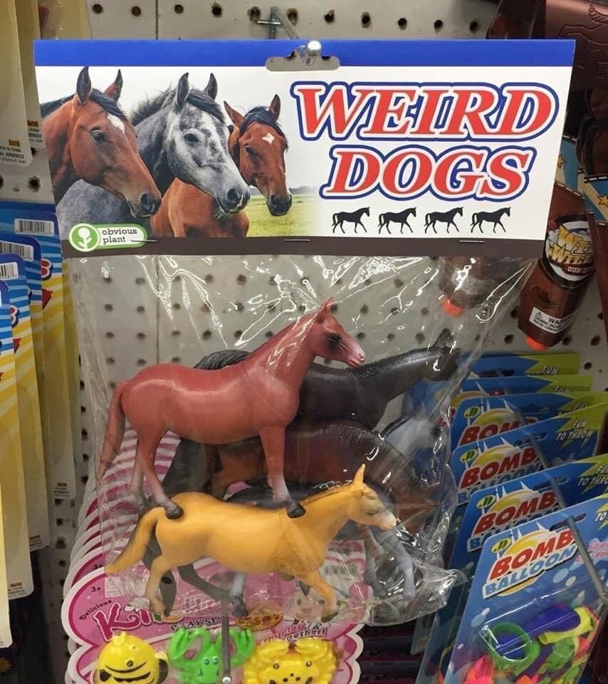 Weird dogs