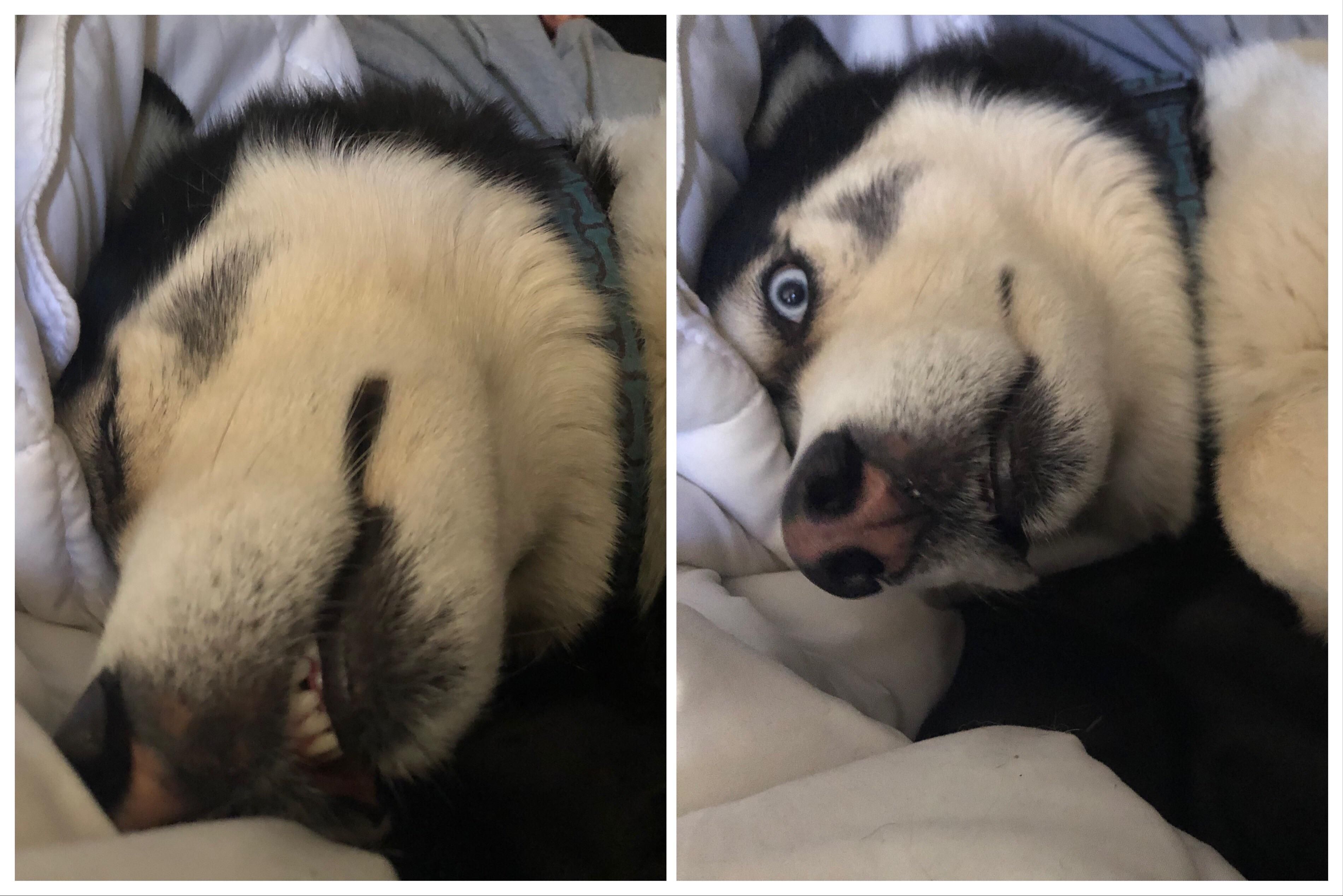 Before and after I accidentally woke him up with the camera sound.