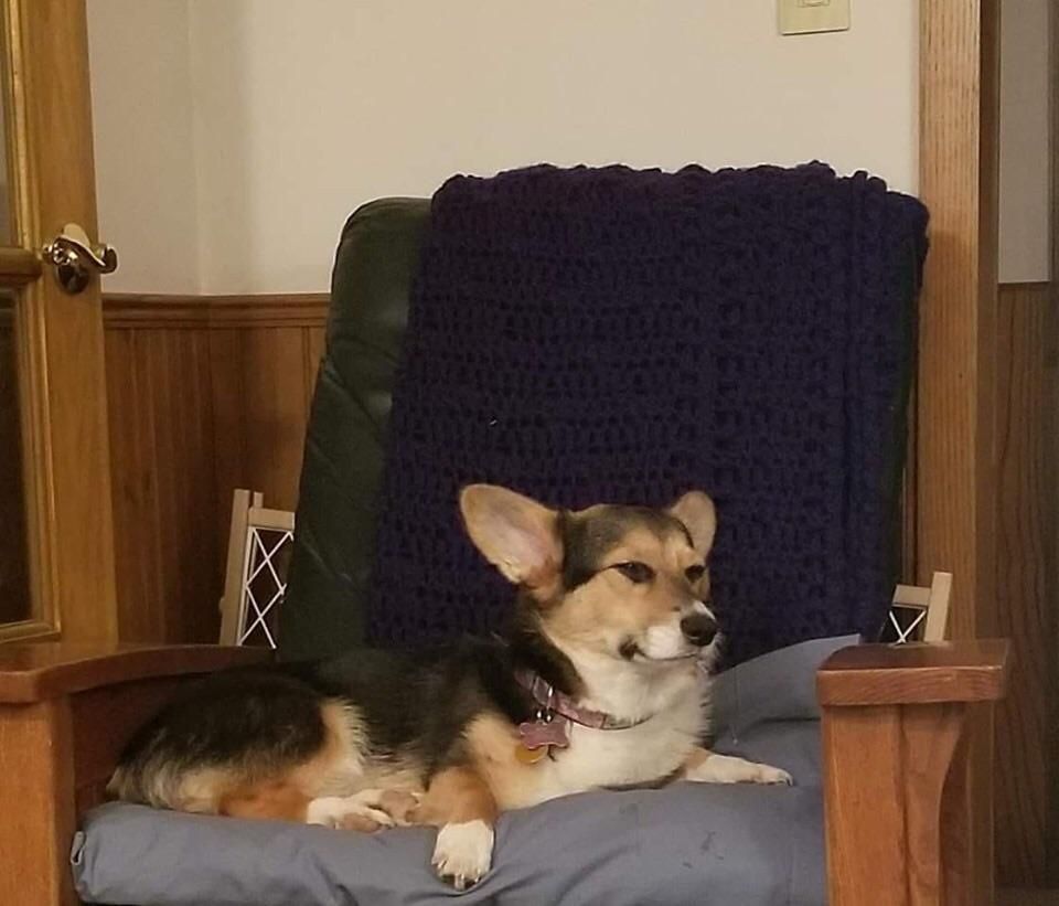A very disgruntled corgi after farting herself out of a nap