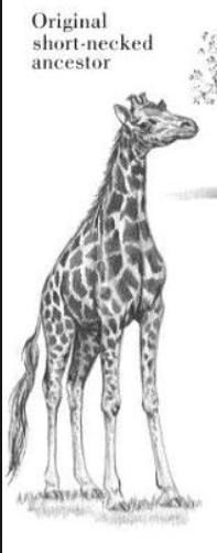Noone: / Ancient Giraffe: