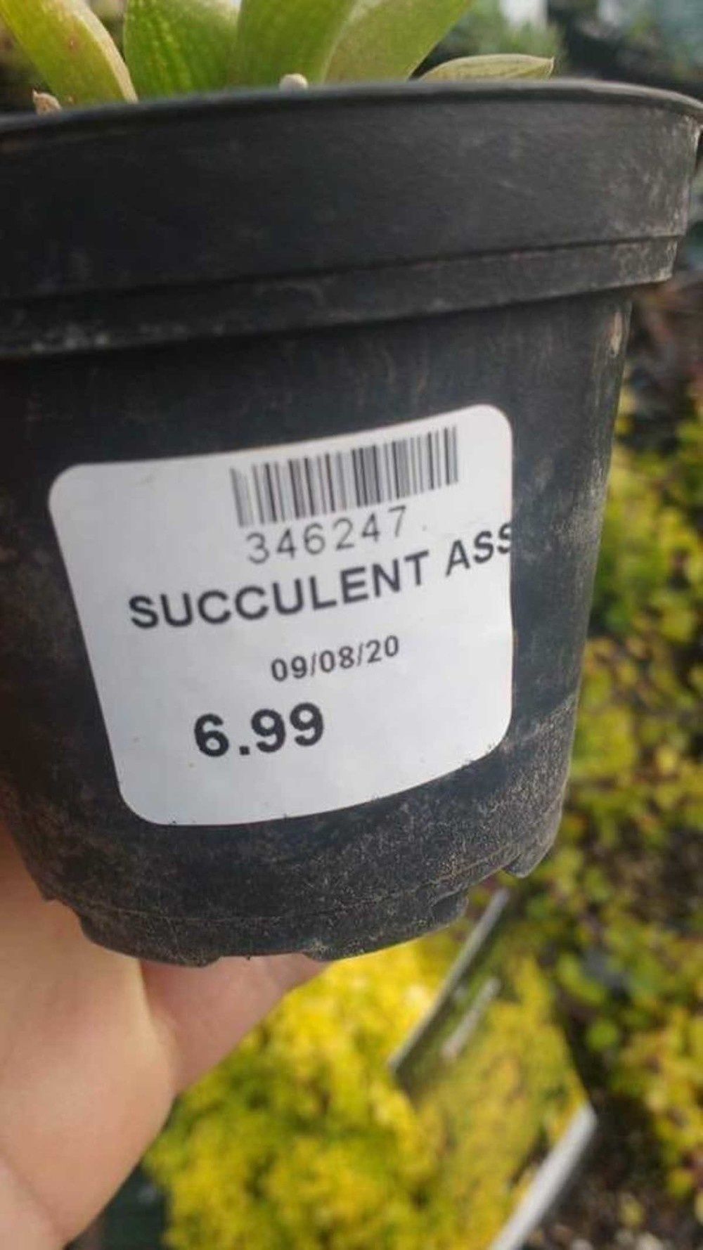 An interesting name for an interesting plant