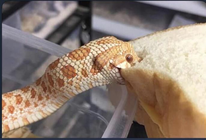 This is Mr.RattleBones he like to monch the bred 13/10 good doggo