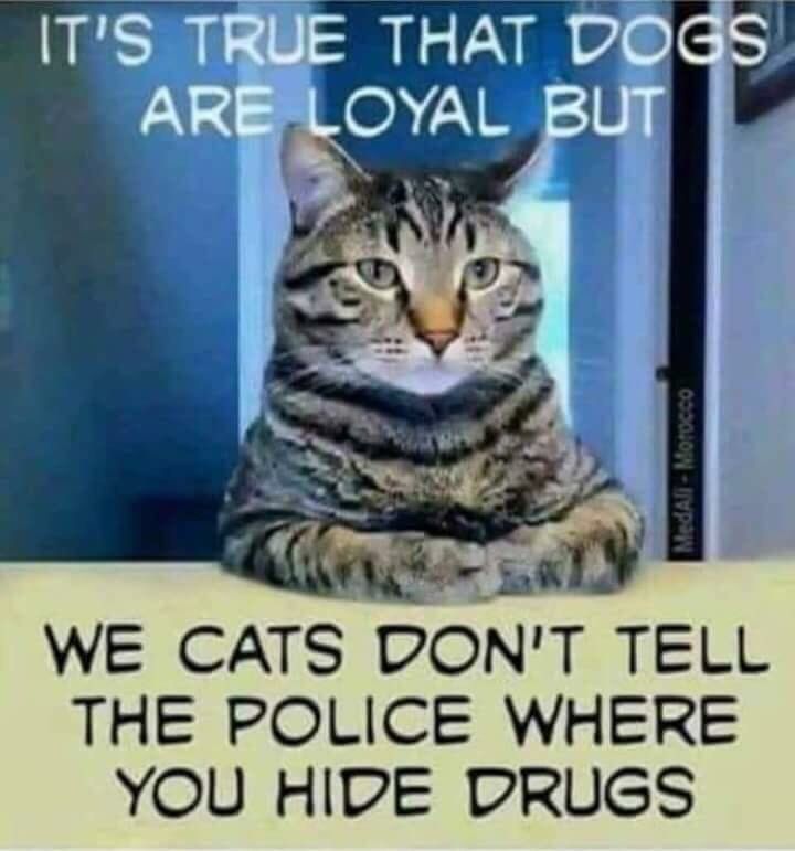 The truth about cats and dogs