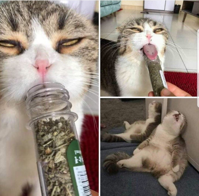 Lit