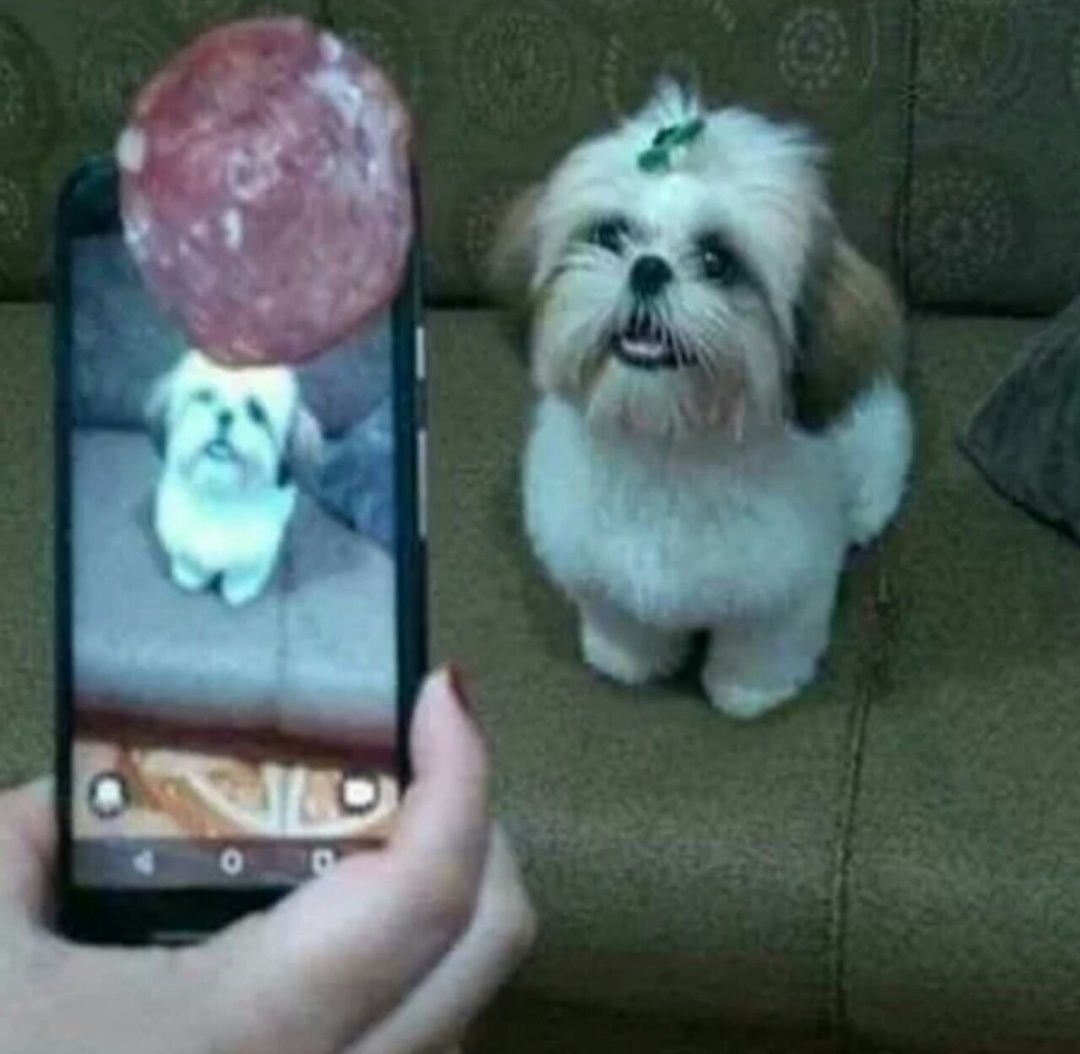 Thats how you get your dogs attention
