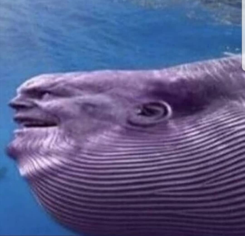 Whale, that was unexpected