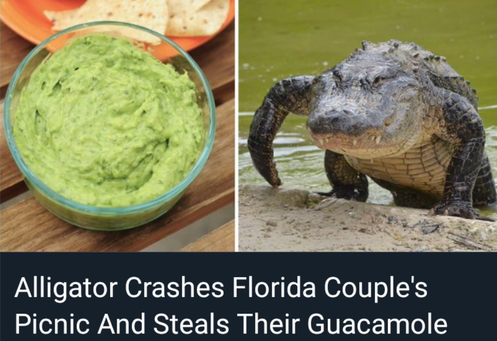 The Florida Man disease is now cross-species