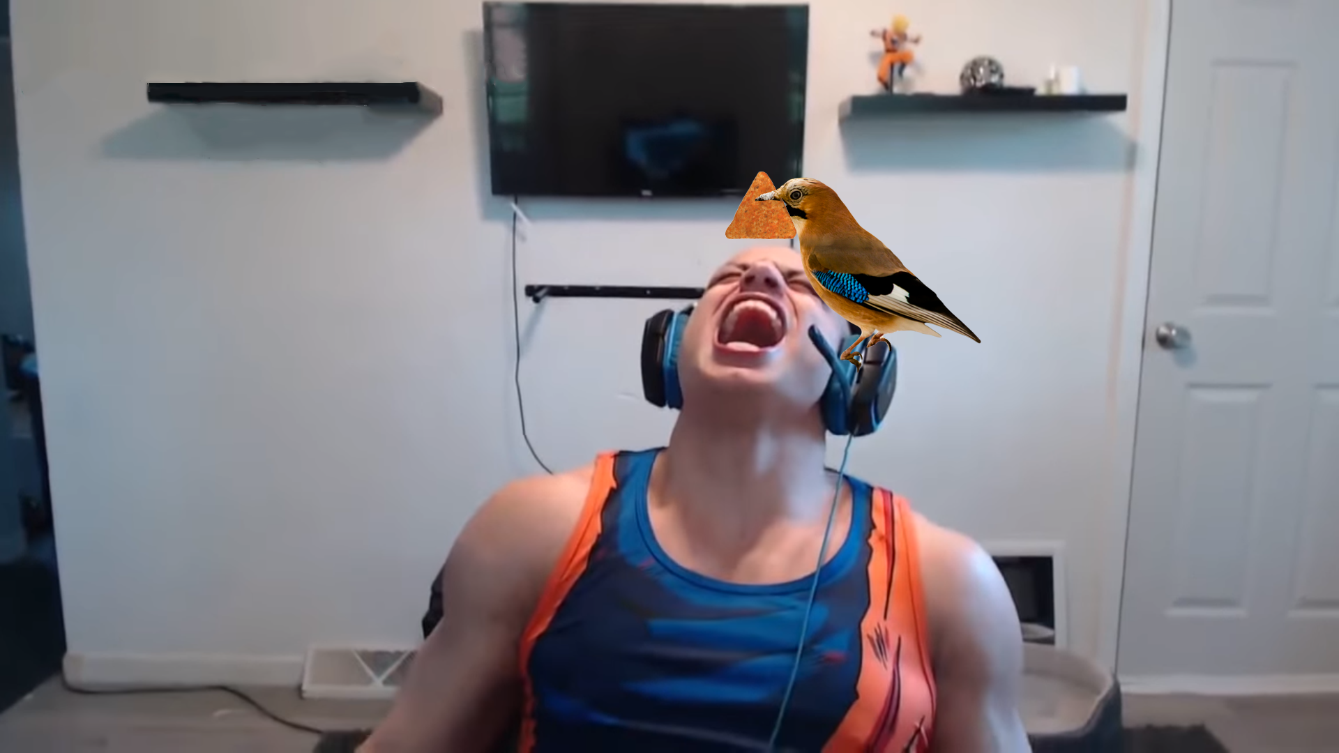 Bird feeding their young