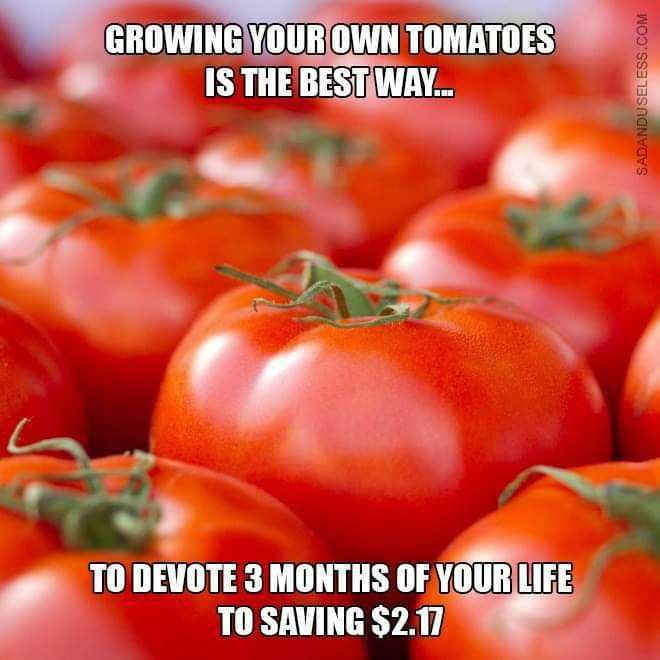 Let's grow some tomatoes