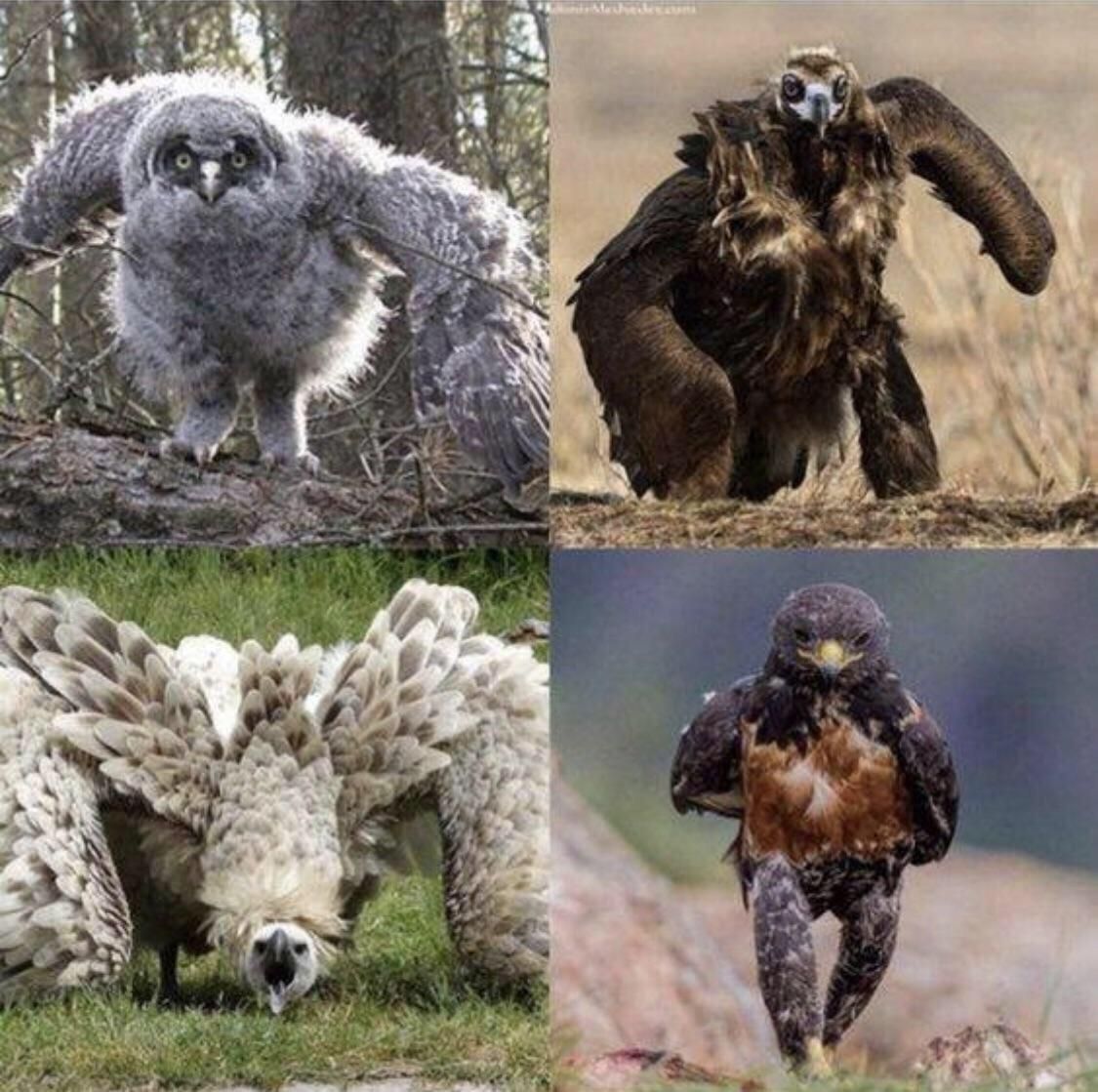 Some physically threatening avians to brighten up your day.