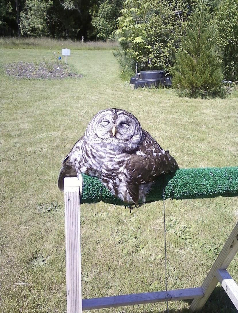 My owl melted what how should I deal with it
