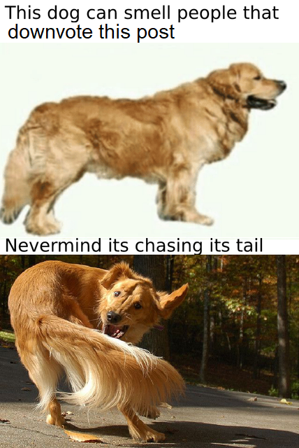 good boi