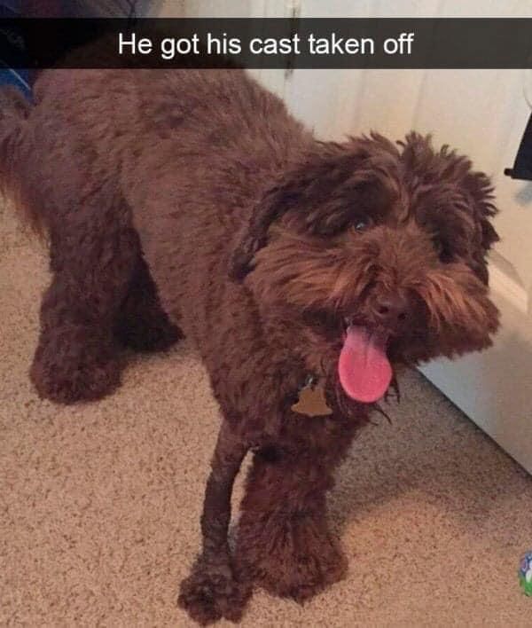 Poor puppers looking like he skips 1/4 of leg day