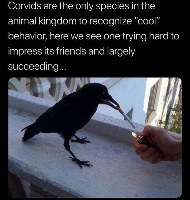 Corvids are badass