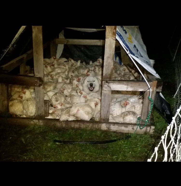 A local farm where I live had trouble with their flock all wanting to sleep in the same house, each night they have to go break them up. The other night they found their dog had joined in