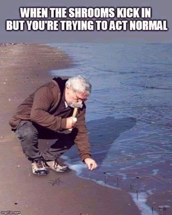 Damn shrooms