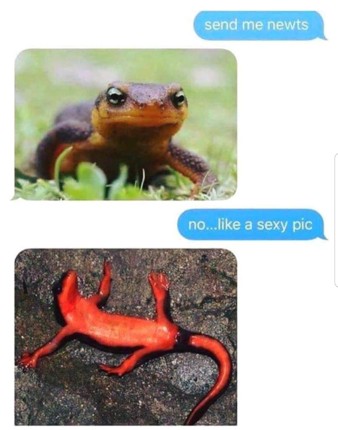Sexy newts