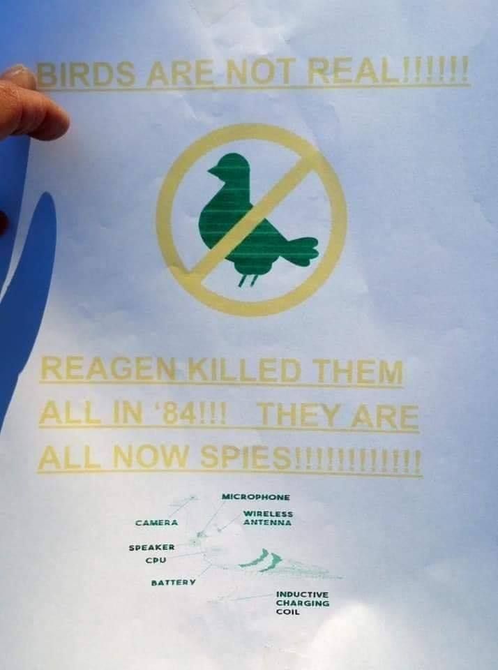 THERE ARE NO BIRDS