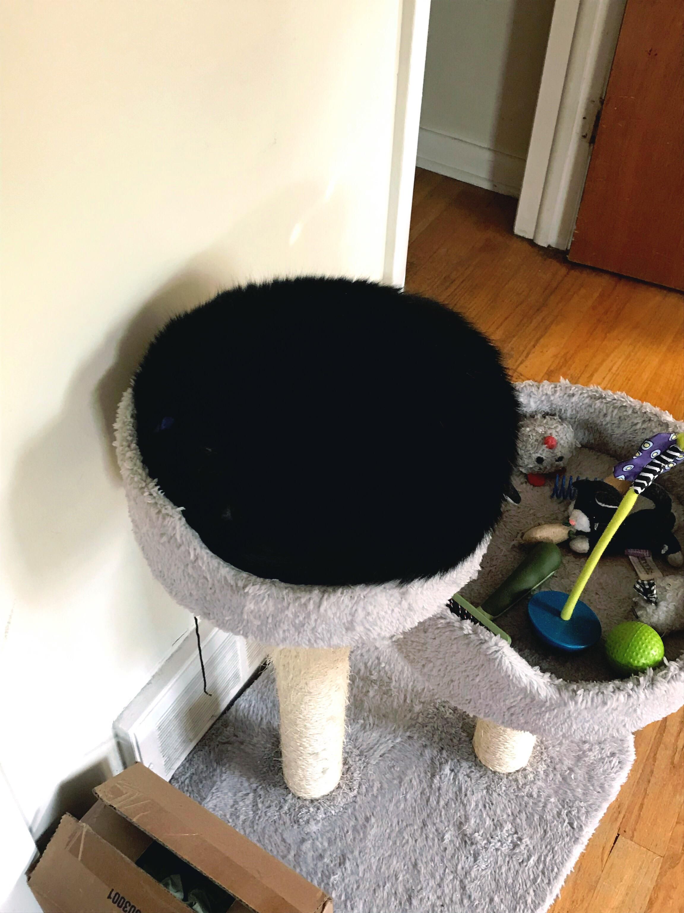 My cat kinda looks like a fuzzy stool top