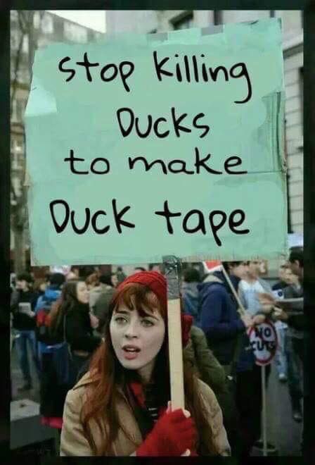 Poor ducks