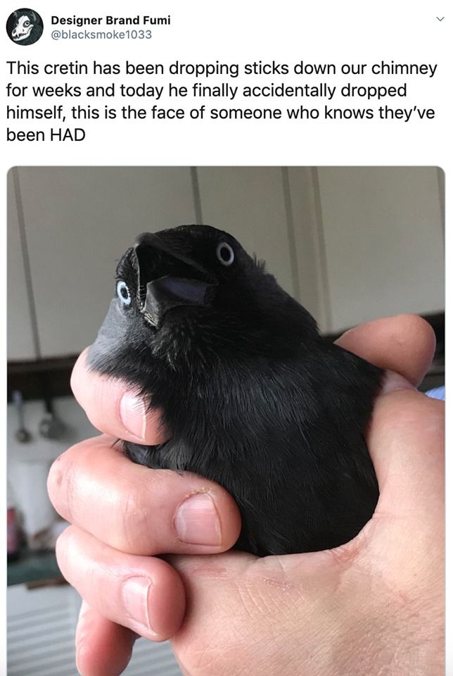he been got