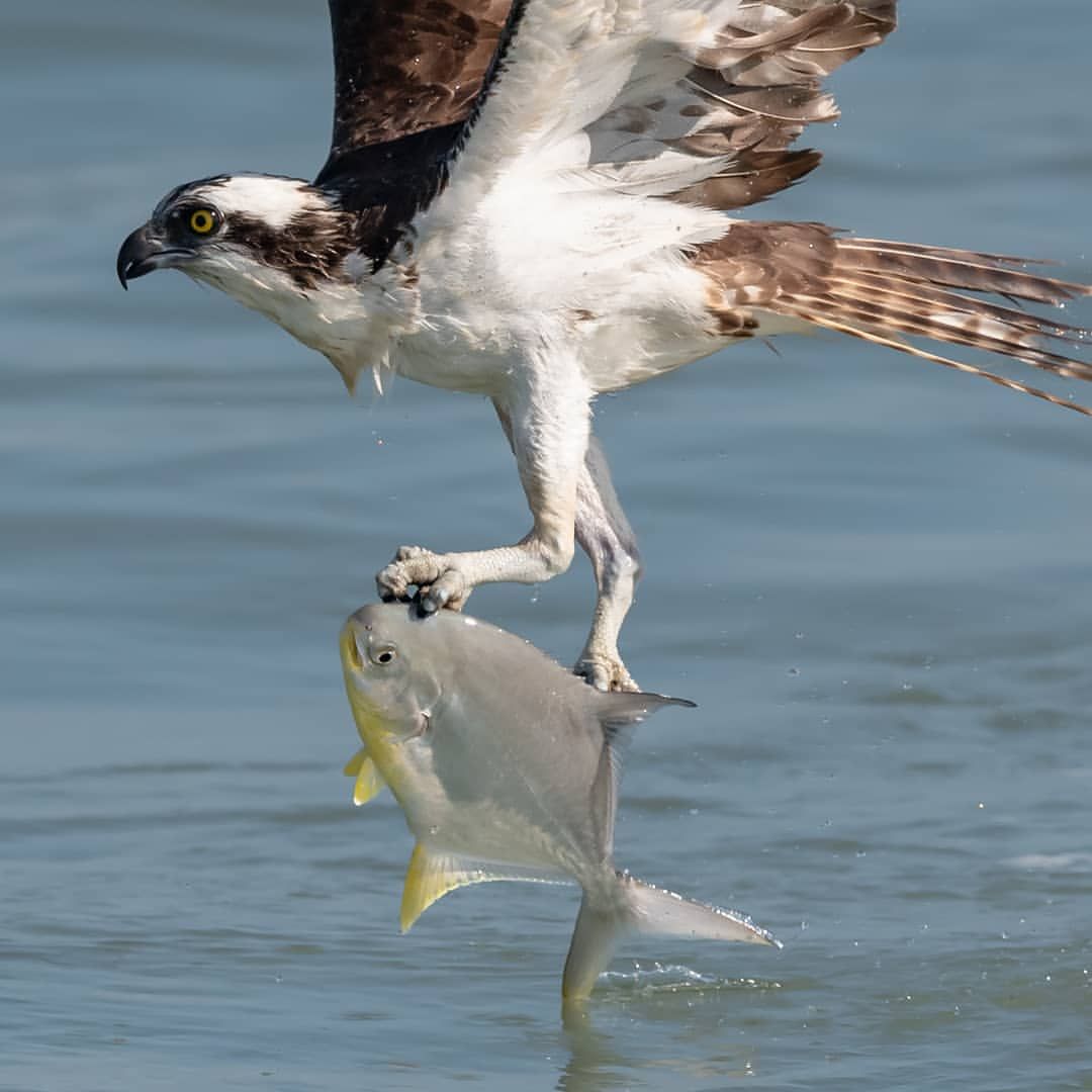 An osprey saving a fish from drowning