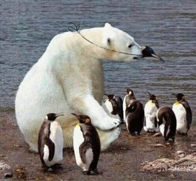 just a group of cute little penguins