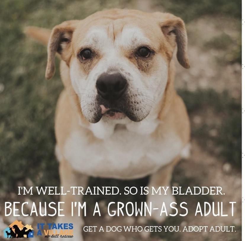 My local animal shelter isn’t holding back anymore