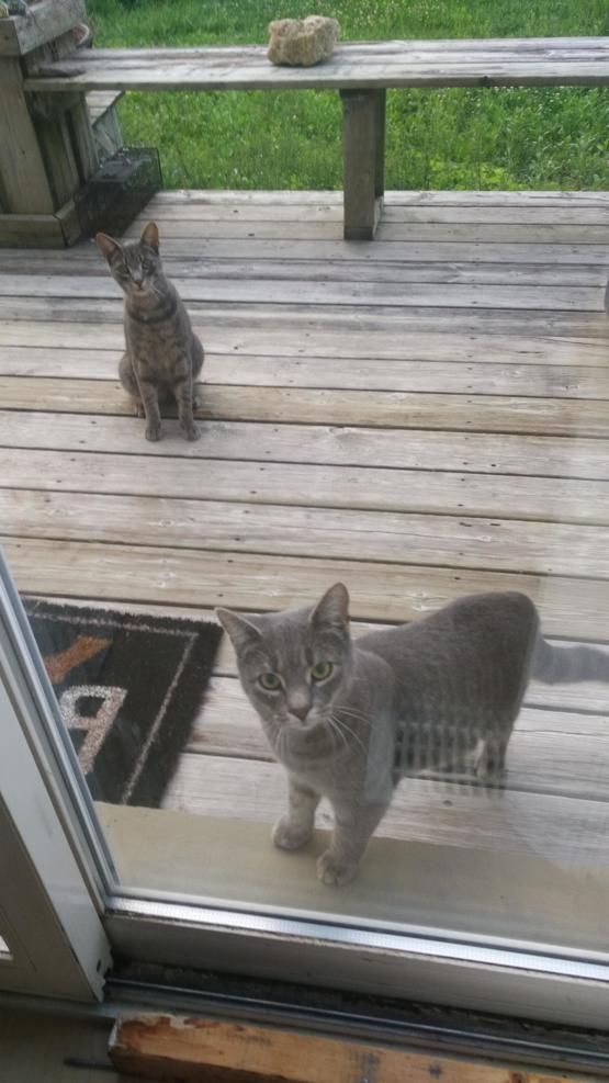 When the neighbours cat came to visit, I'd open a can of tuna for him. Today, he brought his girlfriend.