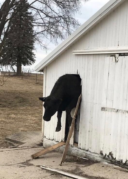 Almost made it through the barn window!