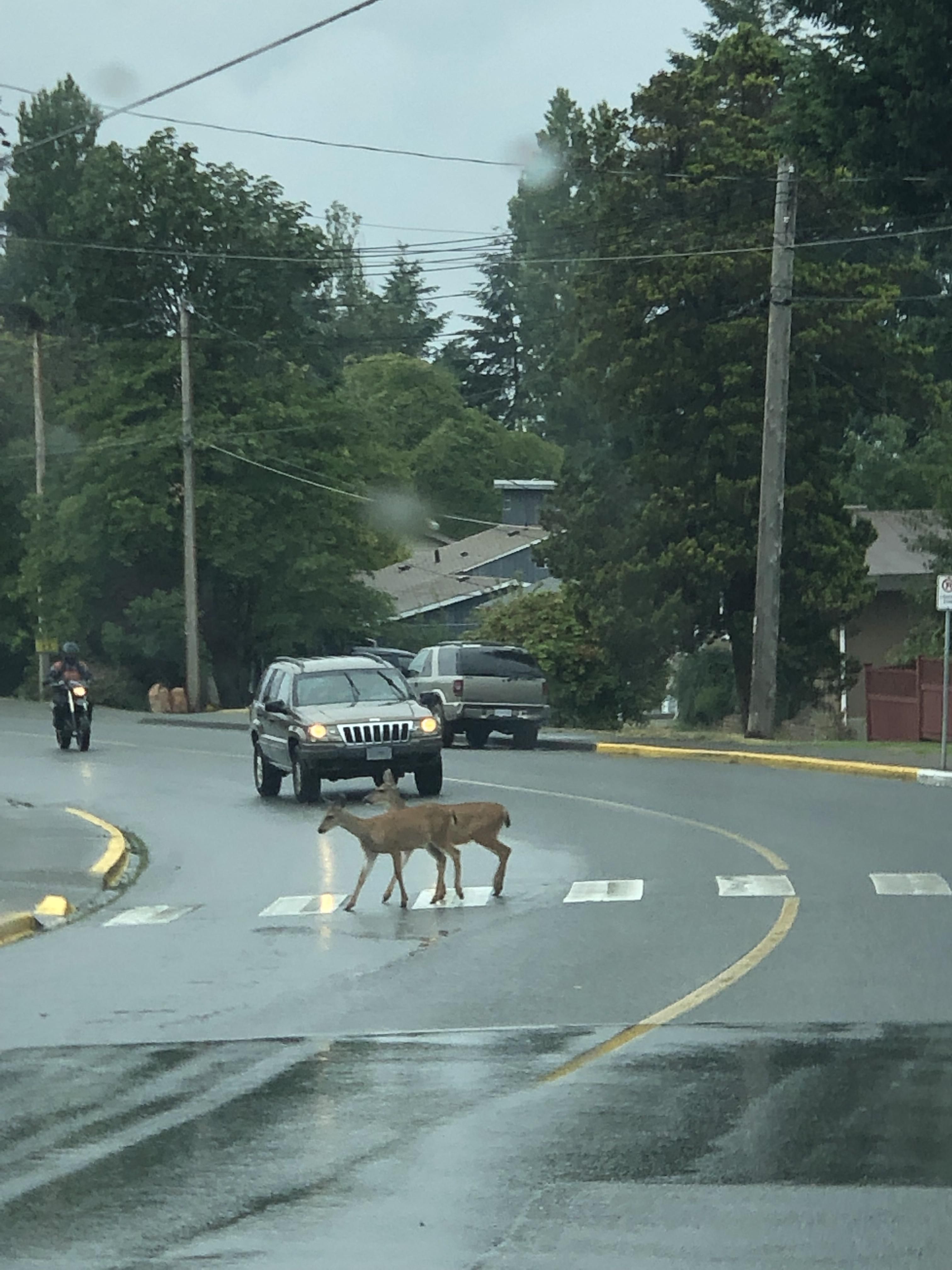 In Canada our deer use the crosswalk