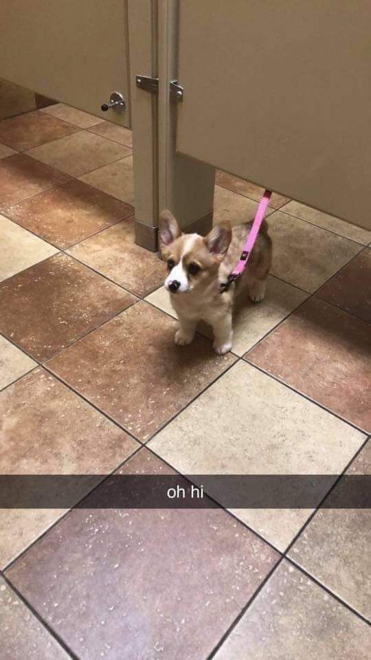 Oh hi