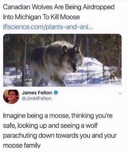 Moose moose
