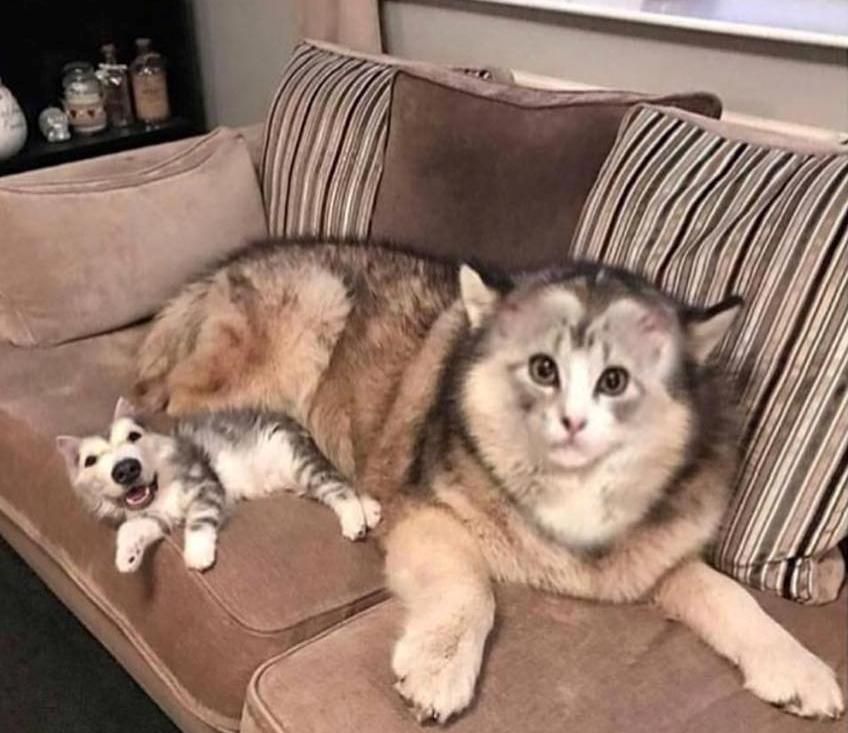 Face swap of a cat and dog thrills and yet scares you.